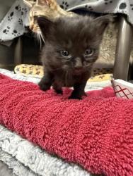 Shelter Stray Female Cat last seen ISHERWOOD, 1950 Stevenson Blvd, Fremont, CA 94538, USA