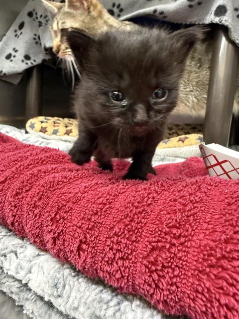 Shelter Stray Female Cat last seen ISHERWOOD, 1950 Stevenson Blvd, Fremont, CA 94538, USA