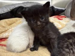 Shelter Stray Female Cat last seen ISHERWOOD, 1950 Stevenson Blvd, Fremont, CA 94538, USA