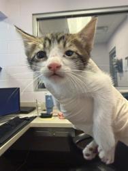 Shelter Stray Male Cat last seen RIVERSIDE ARTS MARKET, 2020 Forest St, Jacksonville, FL 32204, USA