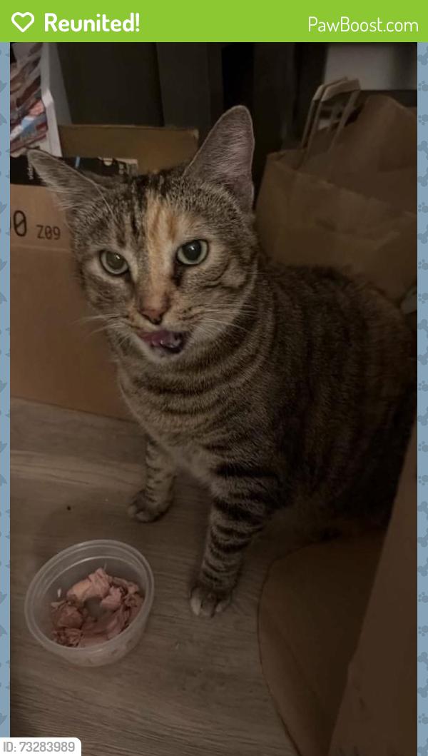 Reunited Female Cat last seen E 18th, las palmas park is near., National City, CA 91950