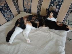 Lost Female Cat last seen Packard St Reserve, Keilor Downs, VIC 3038
