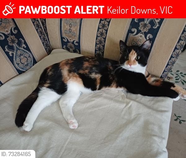 Lost Female Cat last seen Packard St Reserve, Keilor Downs, VIC 3038