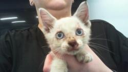 Shelter Stray Female Cat last seen CHARLOTTE, 8315 Byrum Dr, Charlotte, NC 28217, USA