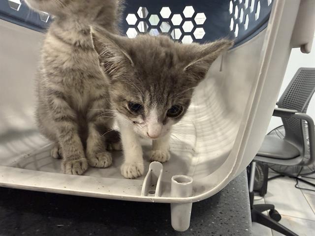 Shelter Stray Female Cat last seen CHARLOTTE, 8315 Byrum Dr, Charlotte, NC 28217, USA