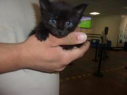 Shelter Stray Male Cat last seen , 14409 Vanowen St, Van Nuys, CA 91405, USA