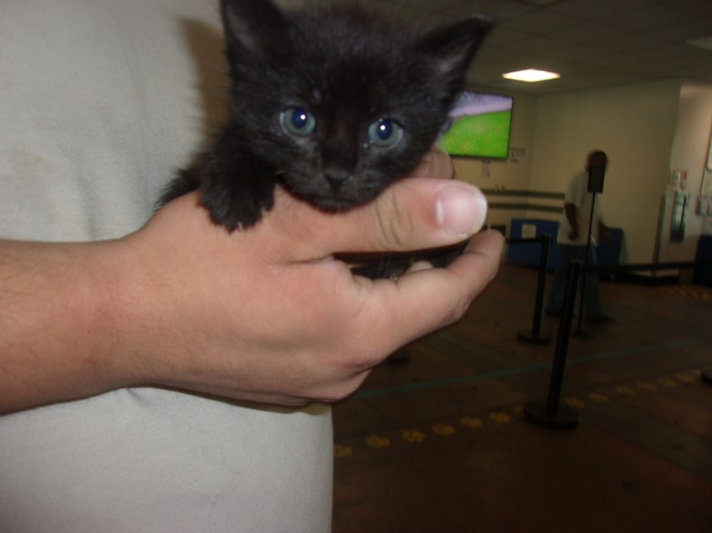Shelter Stray Male Cat last seen , 14409 Vanowen St, Van Nuys, CA 91405, USA