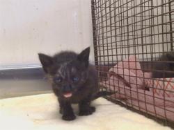 Shelter Stray Male Cat last seen GERBER RD/POWER INN RD, 95828, 3839 Bradshaw Rd, Sacramento, CA 95827, USA