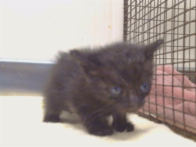 Shelter Stray Male Cat last seen GERBER RD/POWER INN RD, 95828, 3839 Bradshaw Rd, Sacramento, CA 95827, USA
