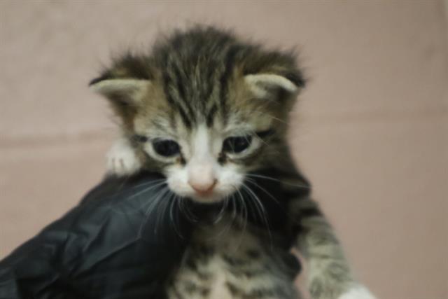 Shelter Stray Male Cat last seen Near BLOCK KENILWORTH RD, 127 Humane Ln, Columbia, SC 29201, USA