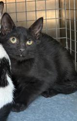 Shelter Stray Female Cat last seen Near BLOCK W SOUTHGATE AVE, WEST VALLEY CITY UT 84119, 4522 W 3500 S, West Valley City, UT 84120, USA