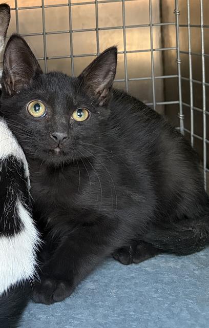 Shelter Stray Female Cat last seen Near BLOCK W SOUTHGATE AVE, WEST VALLEY CITY UT 84119, 4522 W 3500 S, West Valley City, UT 84120, USA