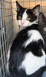 Shelter Stray Female Cat last seen Near BLOCK W SOUTHGATE AVE, WEST VALLEY CITY UT 84119, 4522 W 3500 S, West Valley City, UT 84120, USA