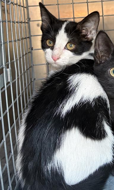 Shelter Stray Female Cat last seen Near BLOCK W SOUTHGATE AVE, WEST VALLEY CITY UT 84119, 4522 W 3500 S, West Valley City, UT 84120, USA