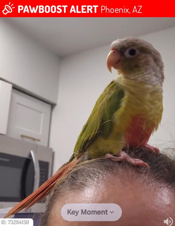 Lost Unknown Bird last seen 30th Street and Thomas in Phoenix Arizona, Phoenix, AZ 85016