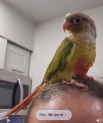 Lost Unknown Bird last seen 30th Street and Thomas in Phoenix Arizona, Phoenix, AZ 85016
