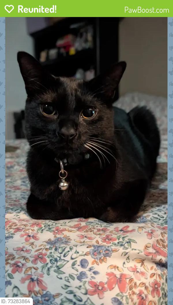 Reunited Male Cat last seen Peck and Ramona, El Monte, CA 91731