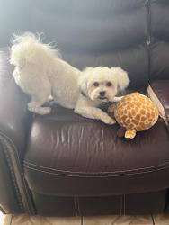 Reunited Male Dog last seen Great Southwest Parkway and Mayfield, Grand Prairie, TX 75052