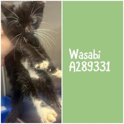 Shelter Stray Male Cat last seen N. INGLE PL, 4214 Fulton Mill Rd, Macon, GA 31216, USA