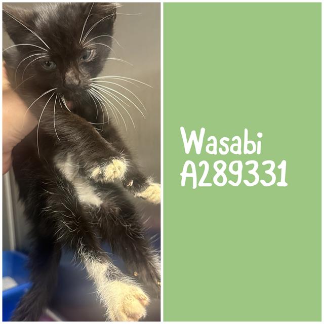 Shelter Stray Male Cat last seen N. INGLE PL, 4214 Fulton Mill Rd, Macon, GA 31216, USA