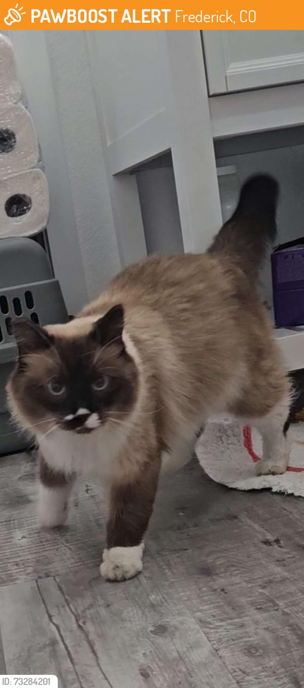 Found/Stray Unknown Cat last seen Near tipple pkwy, Frederick, CO 80530