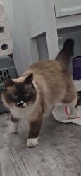 Found/Stray Unknown Cat last seen Near tipple pkwy, Frederick, CO 80530