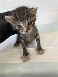Shelter Stray Male Cat last seen Near BLOCK N BLACKSTONE AVE 93701, 5277 E Airways Blvd, Fresno, CA 93727, USA