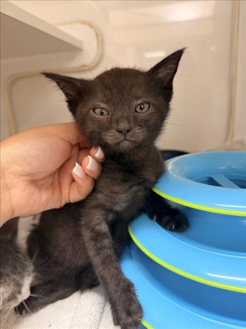 Shelter Stray Female Cat last seen , 16 Barnes Ct, Hayward, CA 94544, USA