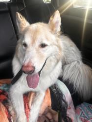 Lost Male Dog last seen Fairwind drive, Mississauga, ON 