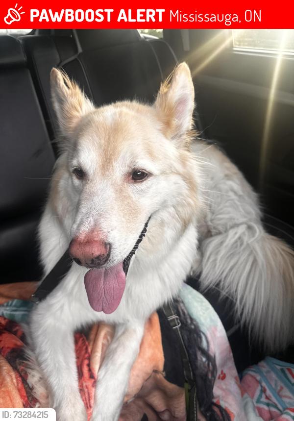 Lost Male Dog last seen Fairwind drive, Mississauga, ON 