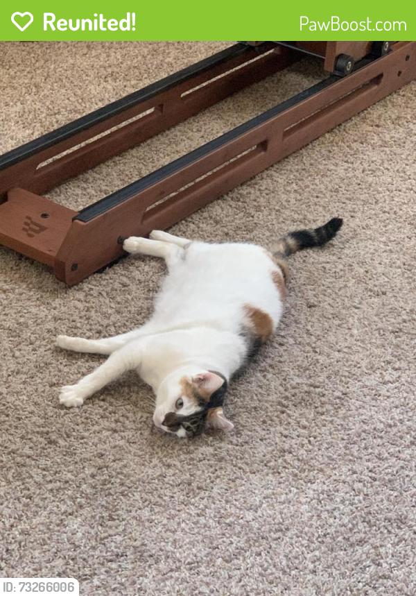 Reunited Female Cat last seen Near Black Bear Ct, Murrieta, CA 92562, USA, Murrieta, CA 92562