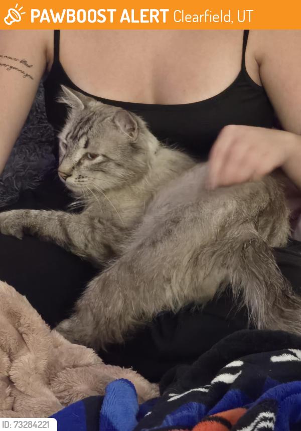 Found/Stray Male Cat last seen Sand Ridge Pkwy/Antelope Drive - Clearfield UT, Clearfield, UT 84015