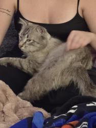 Found/Stray Male Cat last seen Sand Ridge Pkwy/Antelope Drive - Clearfield UT, Clearfield, UT 84015