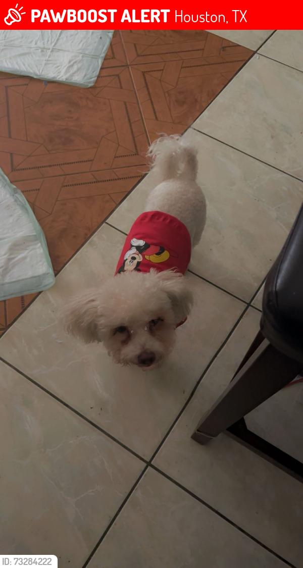 Lost Male Dog last seen He was inside the hse but now i cant find him he’s probably outside somewhere., Houston, TX 77066