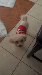 Lost Male Dog last seen He was inside the hse but now i cant find him he’s probably outside somewhere., Houston, TX 77066