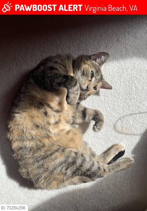 Lost Female Cat last seen Near Old Cutler Rd, Virginia Beach, VA 23454