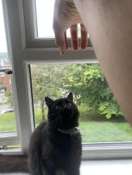 Lost Female Cat last seen Montpellier intersection to kingsdown avenue, Greater London, England 