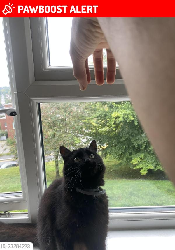 Lost Female Cat last seen Montpellier intersection to kingsdown avenue, Greater London, England 