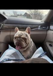 Reunited Male Dog last seen Near denley or ewing and Illinois, Dallas, TX 75216