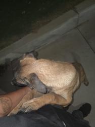Found/Stray Unknown Dog last seen Fredrick and cottonwood, Moreno Valley, CA 92553