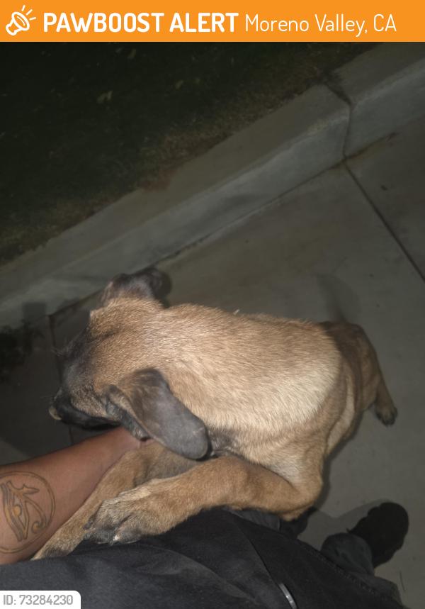 Found/Stray Unknown Dog last seen Fredrick and cottonwood, Moreno Valley, CA 92553