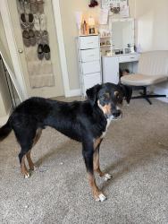 Reunited Male Dog last seen Last at 2510 Reed Ave, Cheyenne, WY 82001