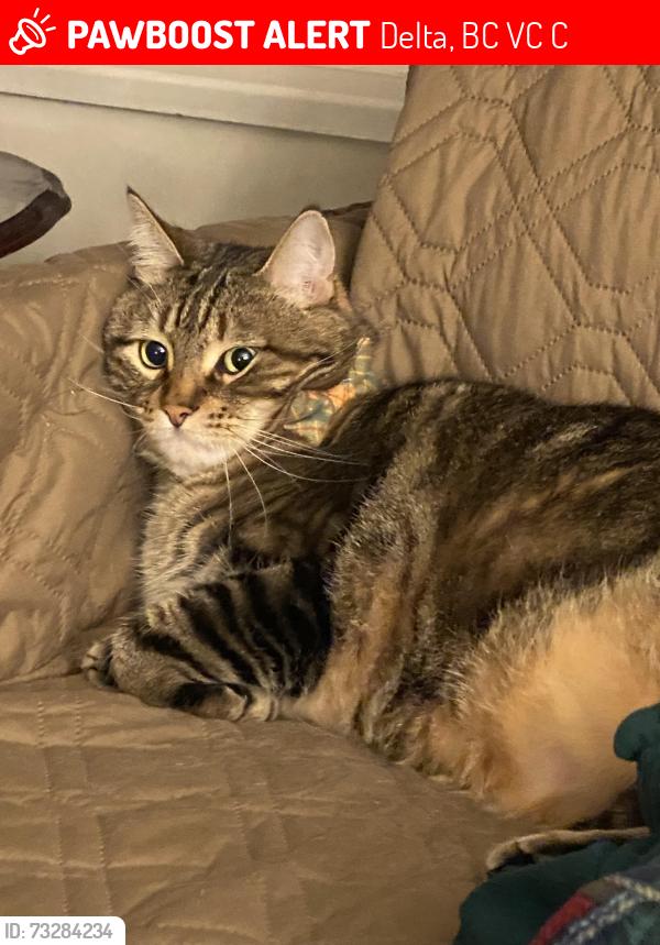 Lost Male Cat last seen 118th and 82 ave Norh Delta, British Columbia, Delta, BC V4C 2C5