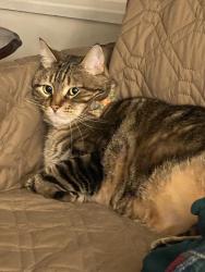 Lost Male Cat last seen 118th and 82 ave Norh Delta, British Columbia, Delta, BC V4C 2C5