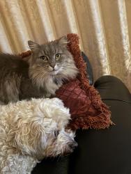 Lost Female Cat last seen Sovereign place Algester, Algester, QLD 4115