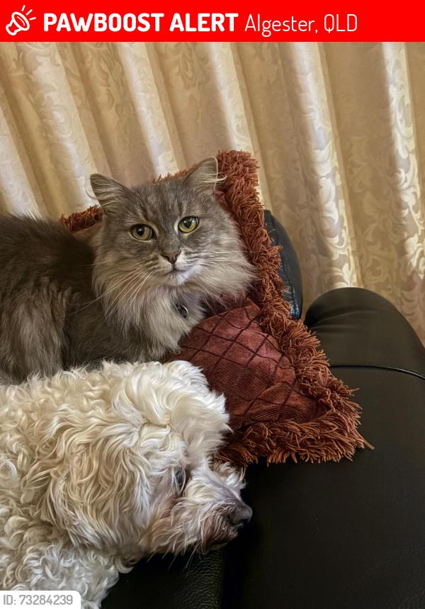 Lost Female Cat last seen Sovereign place Algester, Algester, QLD 4115