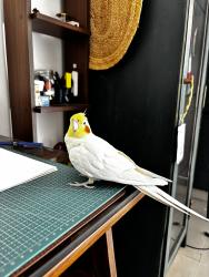 Lost Male Bird last seen Amrapali Crystal Homes, Noida, UP 201316