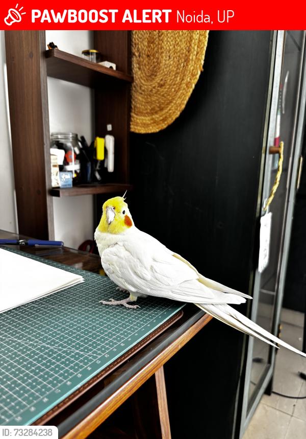 Lost Male Bird last seen Amrapali Crystal Homes, Noida, UP 201316