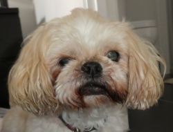 Reunited Female Dog last seen Dorado Street , Gossan Street, Yarrabilba, QLD 4207