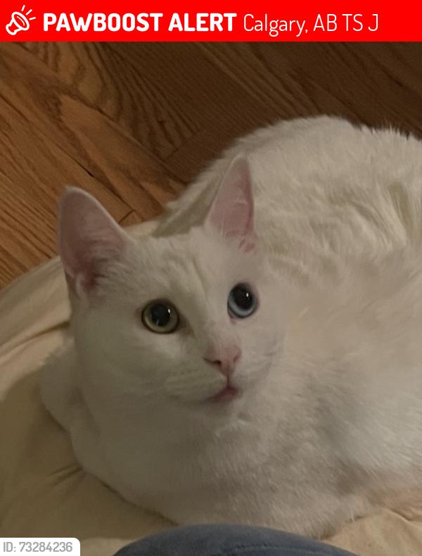 Lost Female Cat last seen Britannia, Calgary, AB T2S 1J4